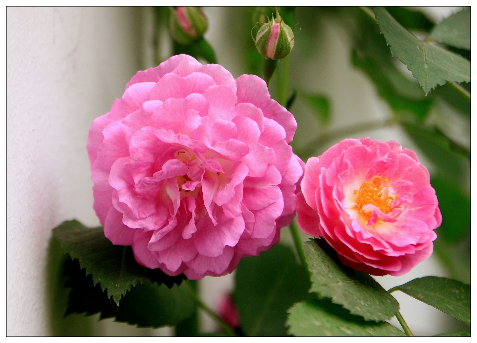 蔷薇花图片唯美高清电脑桌面壁纸_桌面壁纸_mm4000图片大全