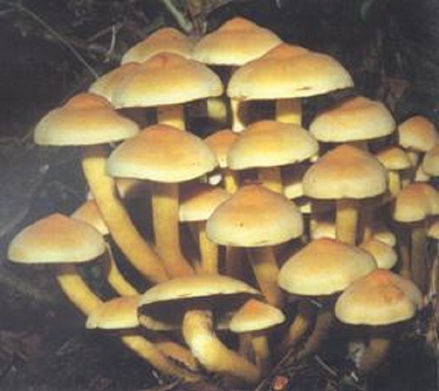 汉中常见有毒菇类_汉中市林业局