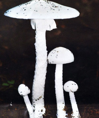 白毒鹅膏菌_360百科