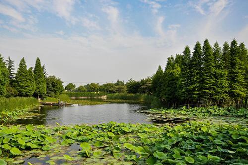 湿地植物群落(林学 名词)