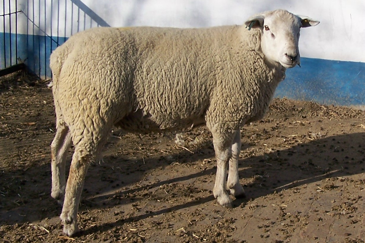 50斤小羊多少钱一斤20斤小羊羔多少钱一只_手机金农网