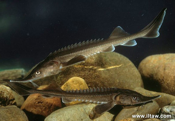 小体鲟 | acipenser ruthenus(动物 | 物种)