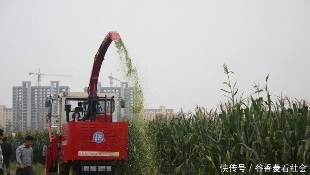 玉米现在什么价格了