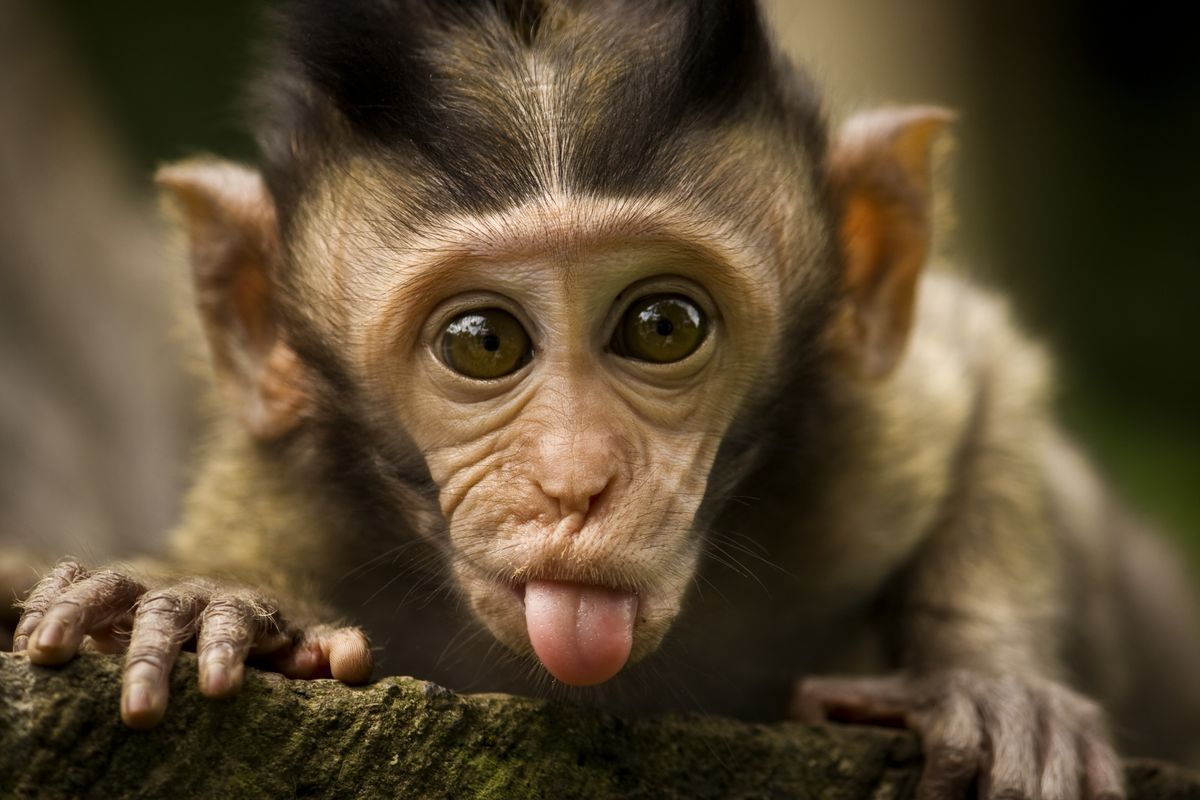 最近很火的猴子表情包搞笑图片 gif猴子表情包沙雕图片(2)_配图网