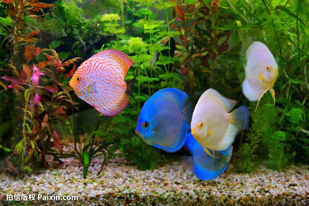 尾纹副南丽鱼动物辐鳍鱼类